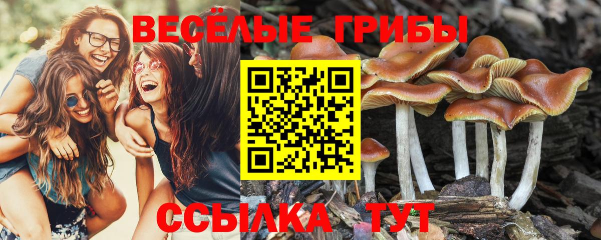 Псилоцибиновые грибы Psilocybe Кумертау